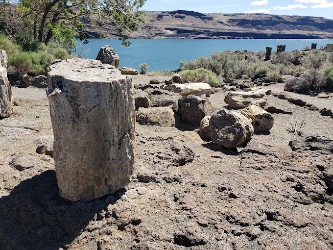 US-0120 Ginkgo Petrified Forest State Park