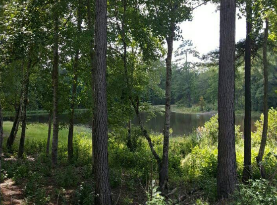 US-4451 Tuskegee National Forest