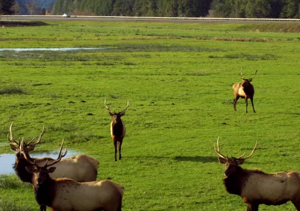 US-9994 Dean Creek Elk Viewing BLM Recreation Management Area