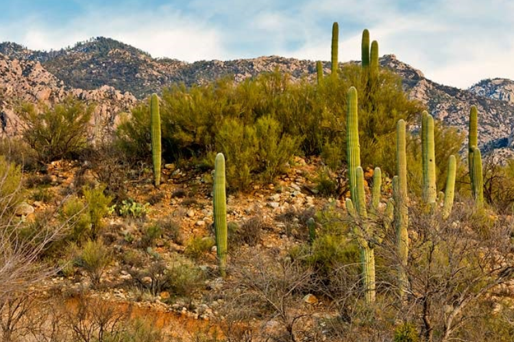 US-1055 Catalina State Park