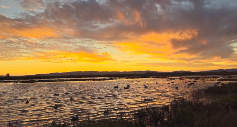 US-10416 Grizzly Island State Fish and Wildlife Area