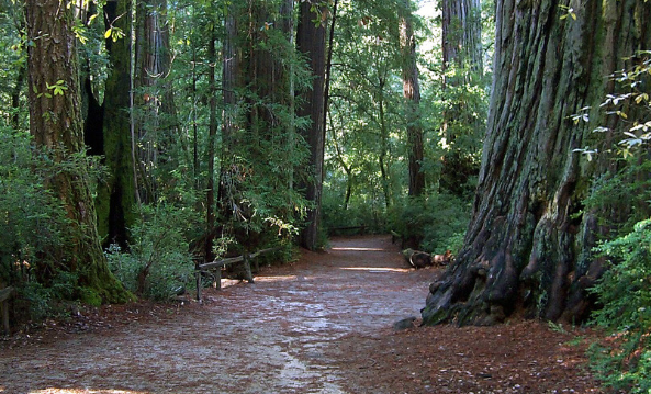 US-1187 Portola Redwoods State Park