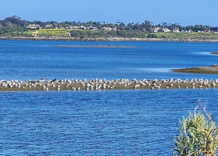 US-7377 Bolsa Chica Ecological Reserve