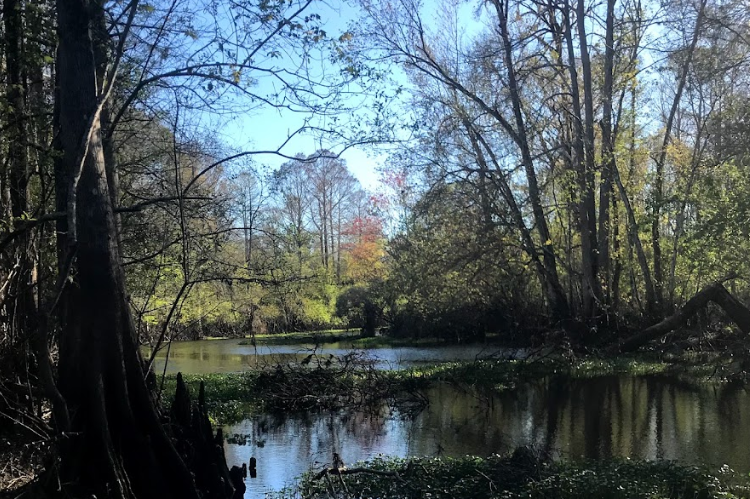 US-5330 Green Swamp Wilderness Park Reserve